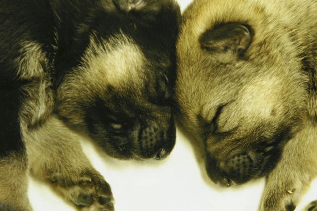 Avorow German Shepherds